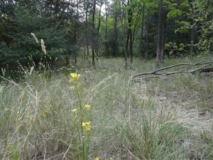 Syrenia cana a porasty Stipa borysthenica v NPR Čenkovská lesostep